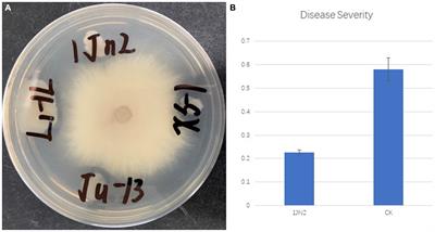 Recruitment of beneficial cucumber rhizosphere microbes mediated by amino acid secretion induced by biocontrol Bacillus subtilis isolate 1JN2